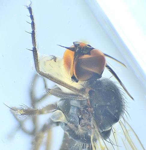 Empis nuntia